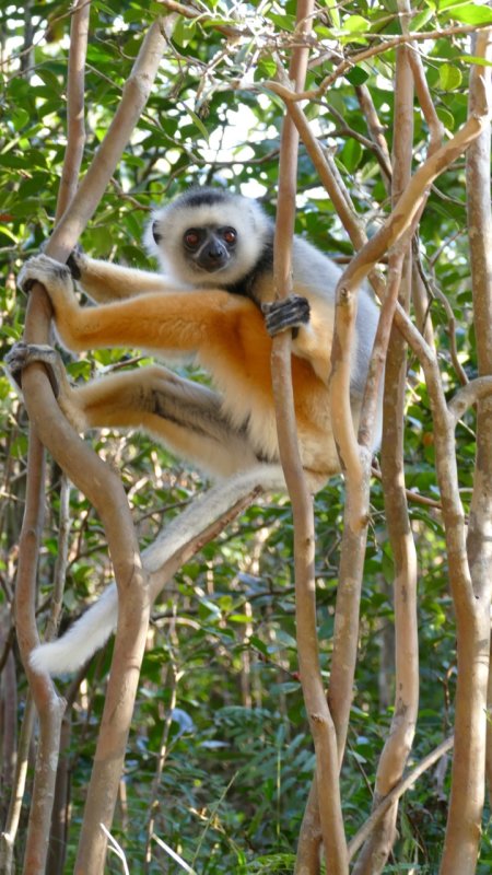 Diademed Sifaka lemur