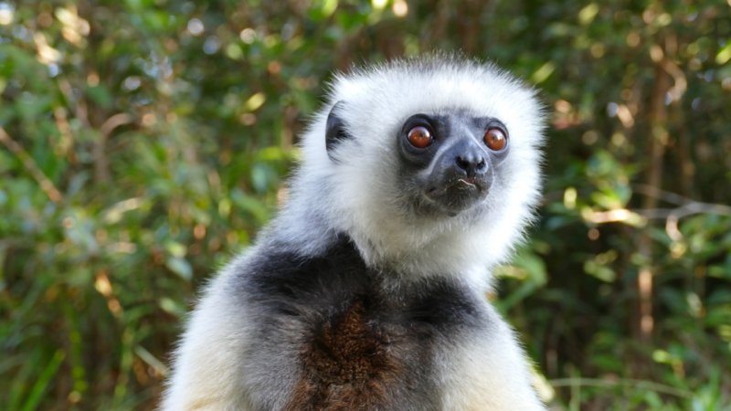 Diademed Sifaka lemur