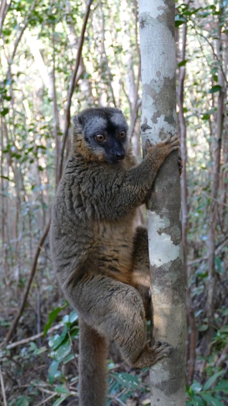 Redfronted Brown Lemur