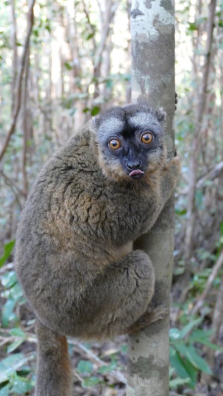 Redfronted Brown Lemur