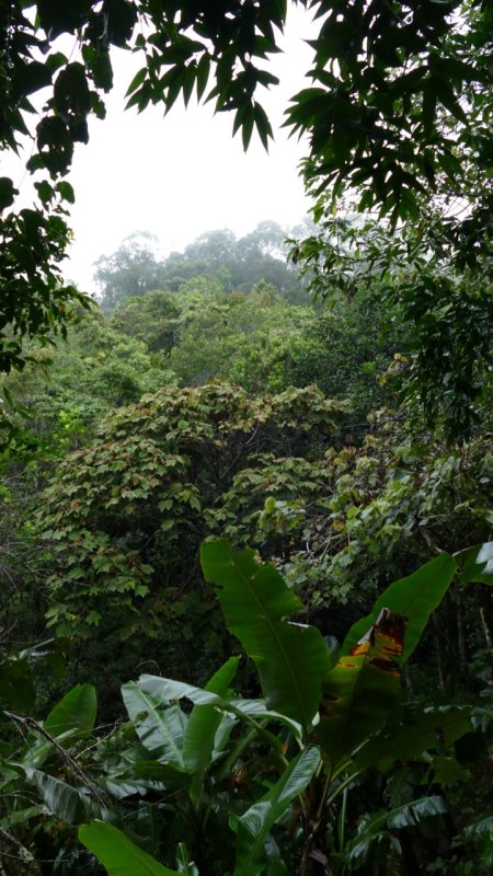 Ranomafana National Park jungle