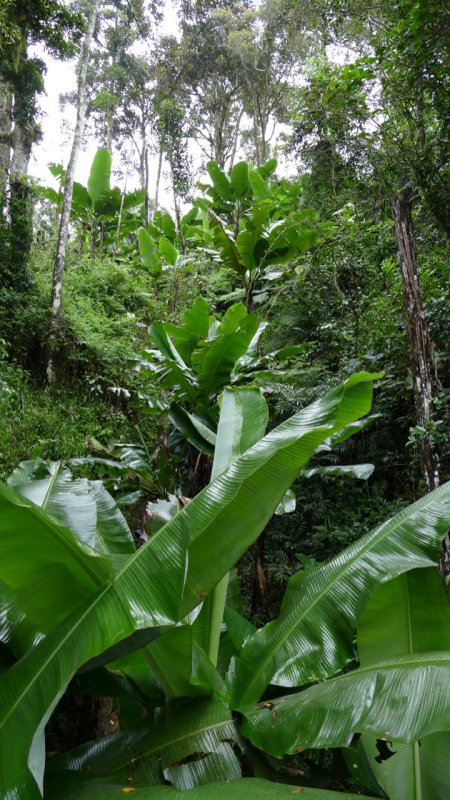 Ranomafana National Park Flora