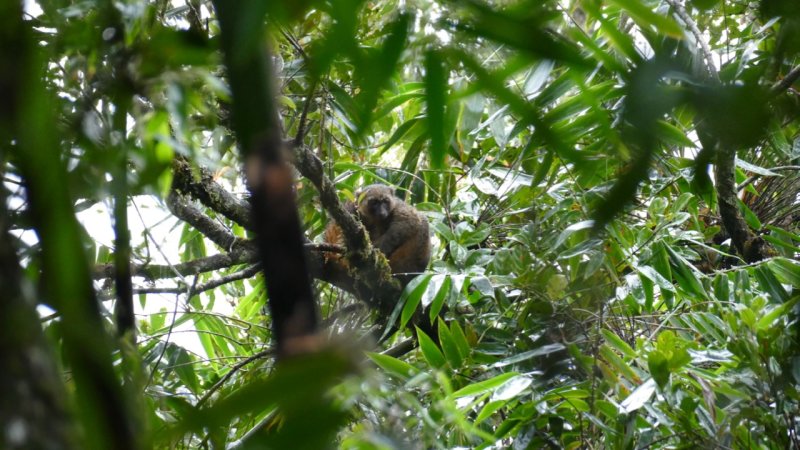 Golden Bamboo Lemur