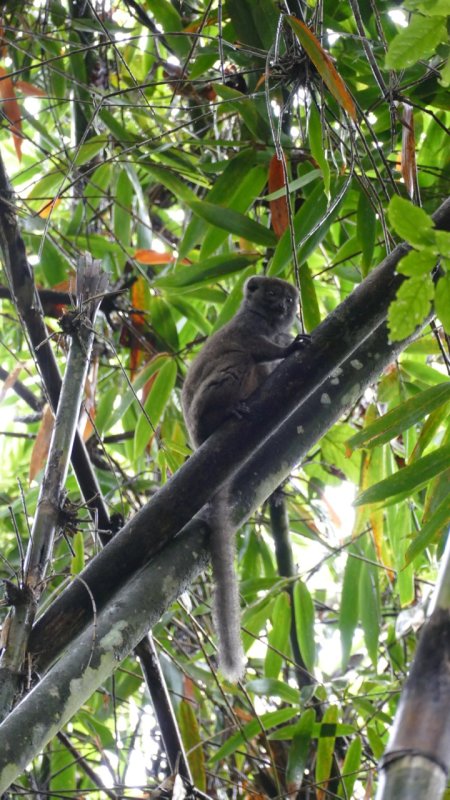 Eastern Lesser Bamboo Lemur