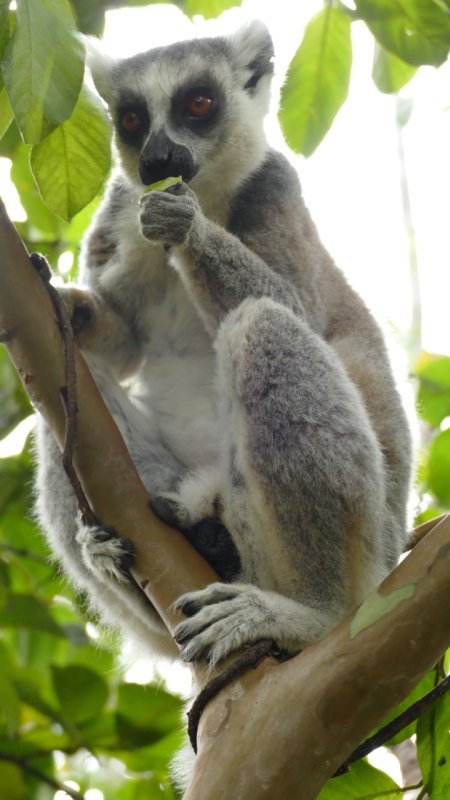 Ring-tailed lemur