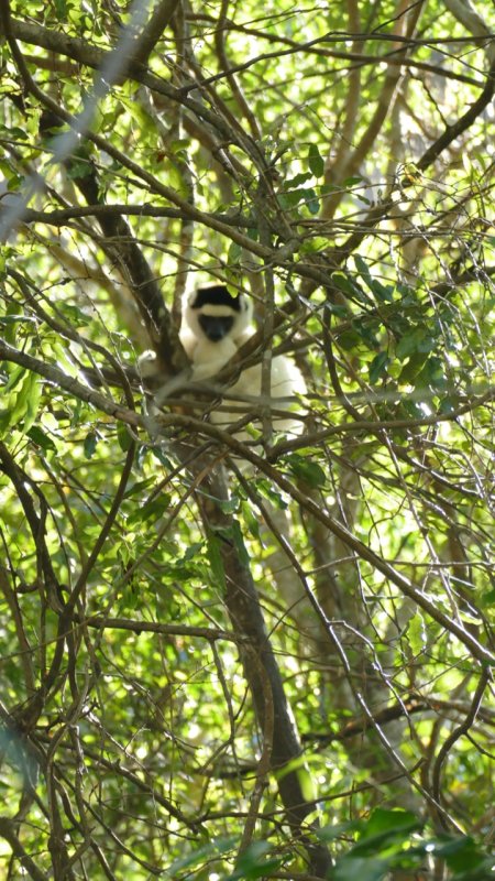 Verreauxs Sifaka lemur