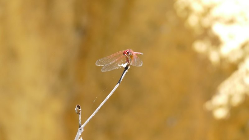 Isalo National Park Dragonfly