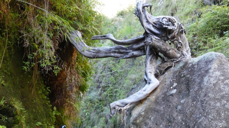 Isalo National Park Canyon tree trunk