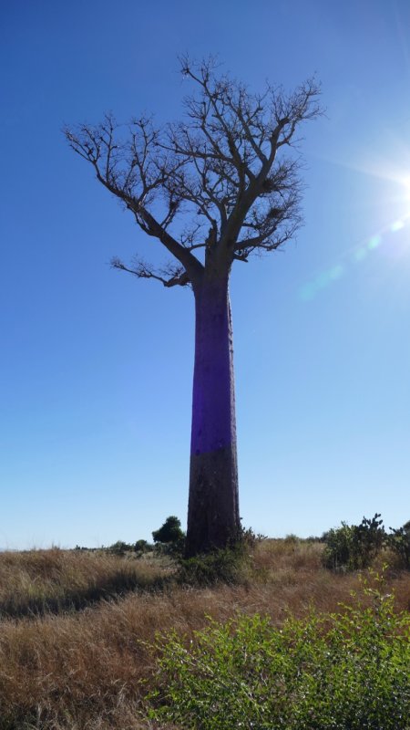 Baobab Tree along RN7