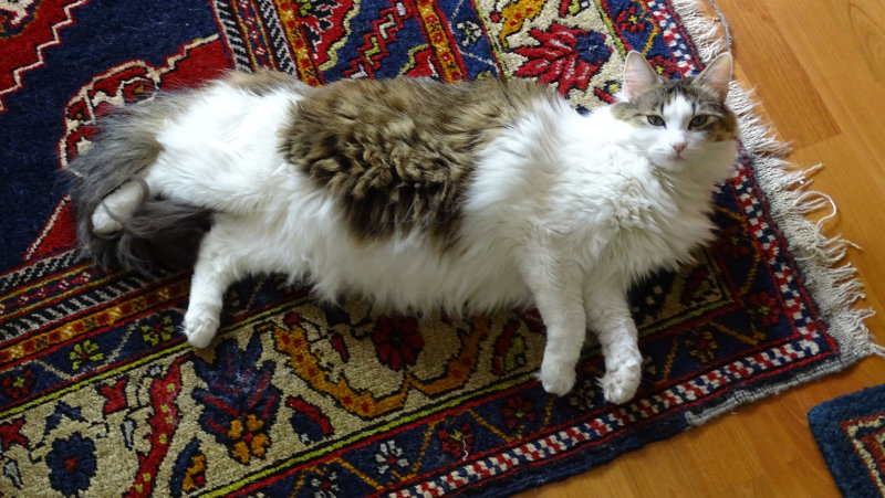 Muni in repose on a Turkish rug