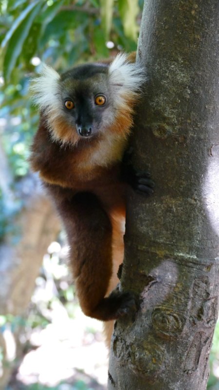 Female Black Lemur