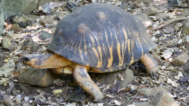 Radiated Tortoise