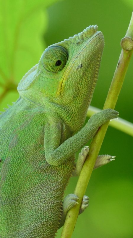 Panther chameleon