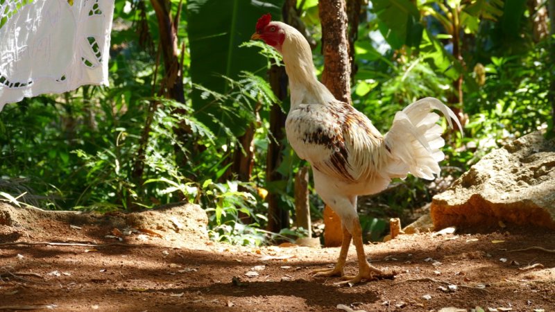 Ampangorinana chicken