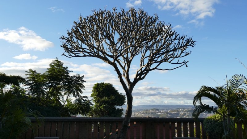 Tree Musee de la Photographie de Madagascar courtyard