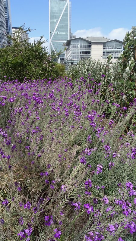 Salesforce Park lavender