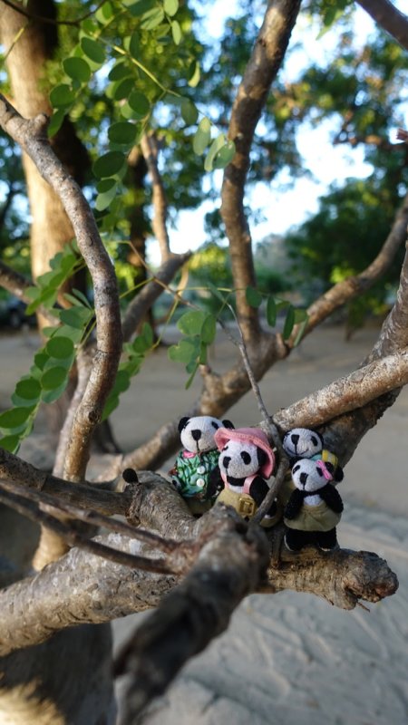 The Pandafords at Ifaty Beach, Madagascar