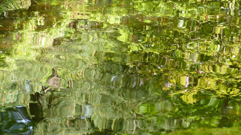 Portland Japanese Garden pool reflection