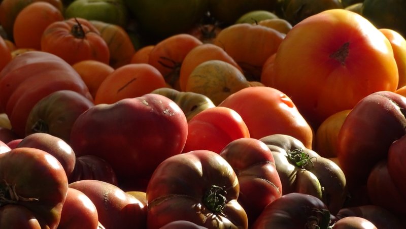 Heirloom Tomatoes at the Civic Center Farmers Market