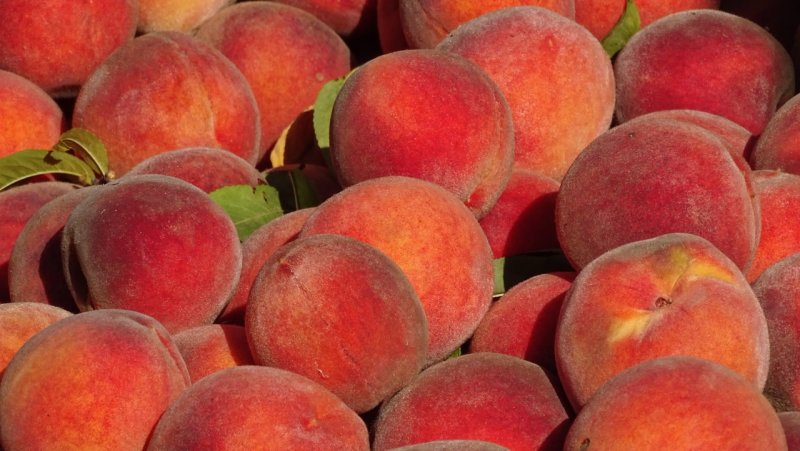 Civic Center Farmers Market Peaches