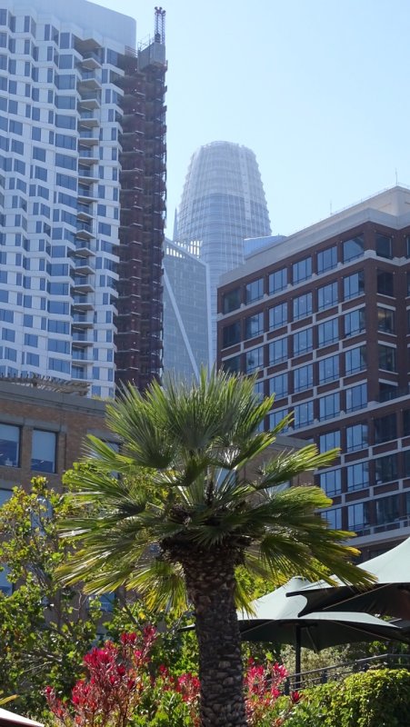 EPIC Steak Palm Tree