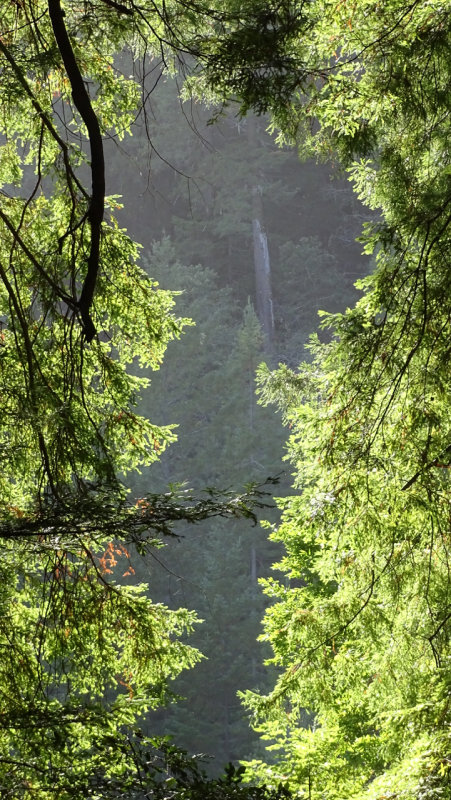 Humbolt Redwoods State Park