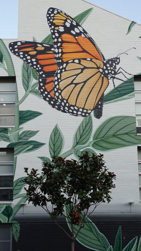 Monarch Butterfly