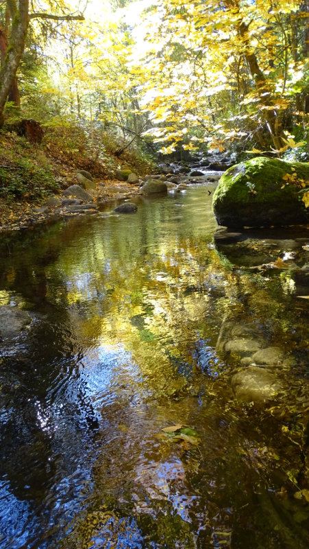 Lithia Creek