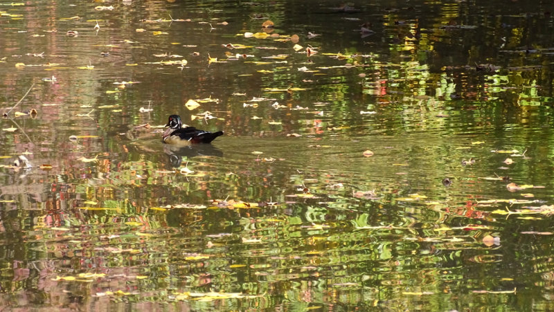 Lithia Park Upper Duck Pond
