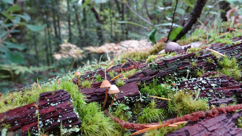 Beautiful Little Mushrooms