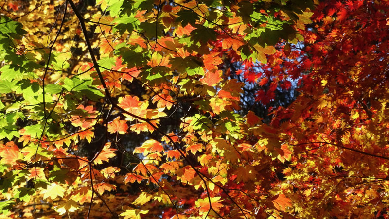 Lithia Park Fall Leaves