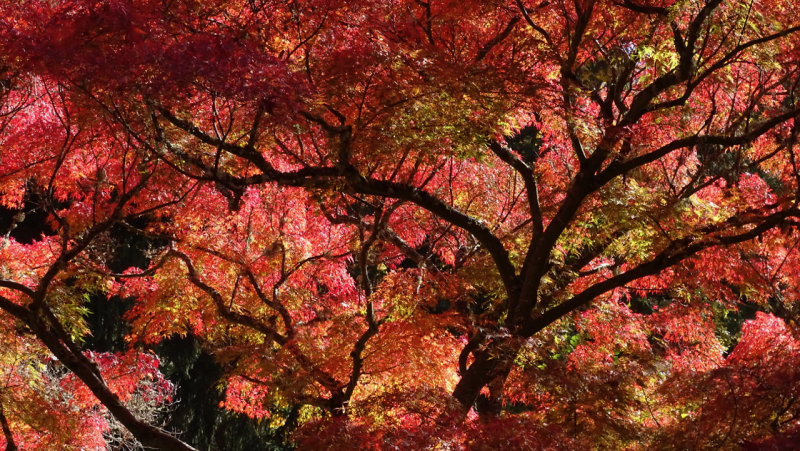 Lithia Park Fall Colors