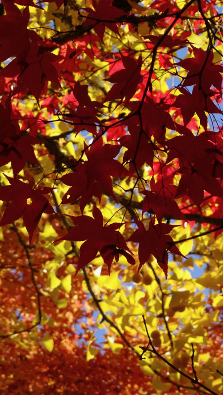 Lithia Park Fall Foliage