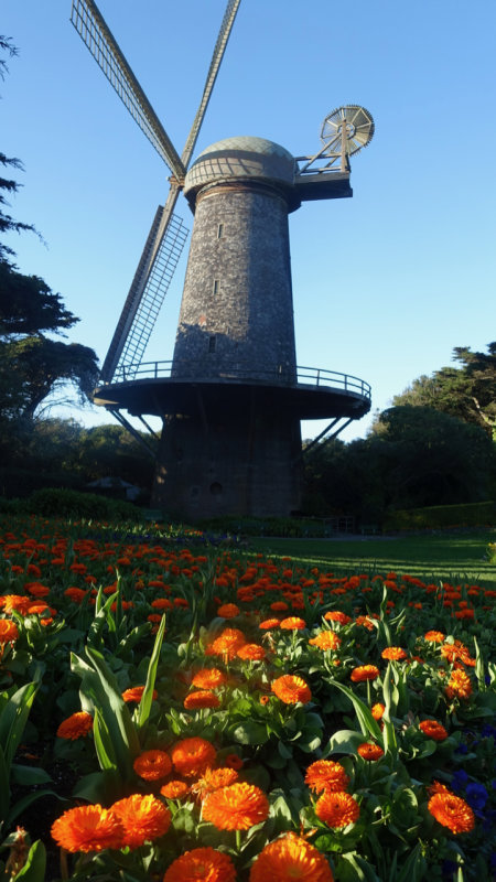 Golden Gate Park Dutch Windmills & Tulips