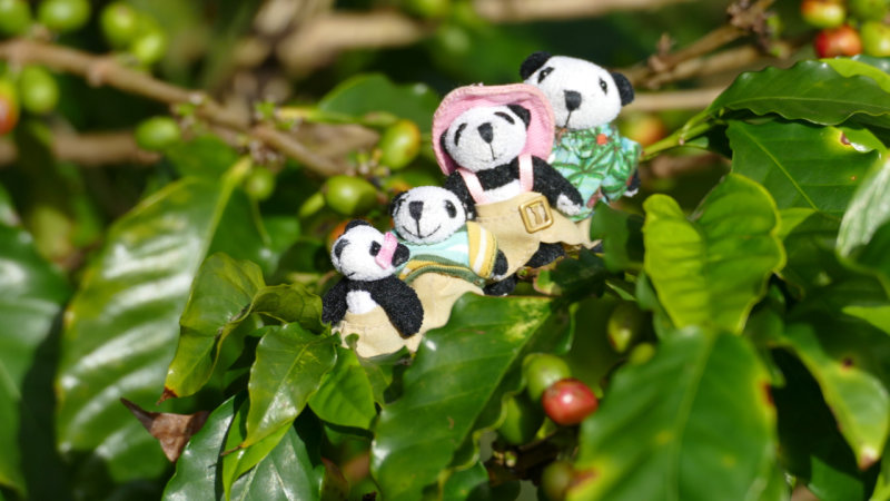 The Pandafords visit Green World Coffee Farm, Oahu