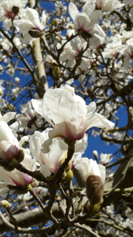 Magnolia Tree Blooming at the San Francisco Botanical Garden 