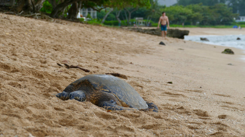 Sea turtle at Haleiwa Alii Beach Park