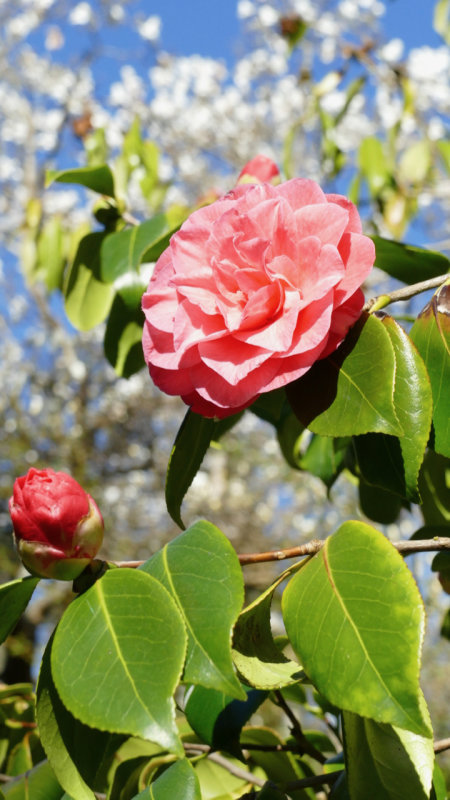 Camellia Flower