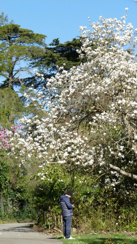 Magnificent Magnolias | SF Botanical Garden