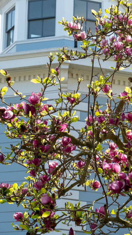 Magnolia Tree blooming in front of the San Francisco Octagon House