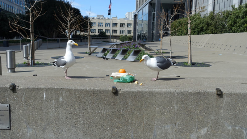 Seagulls wondering how they are going to eat that orange