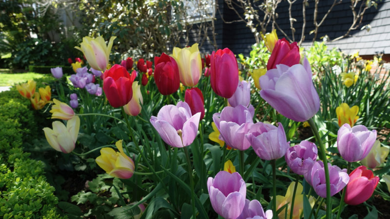 Inner Richmond Tulip Garden