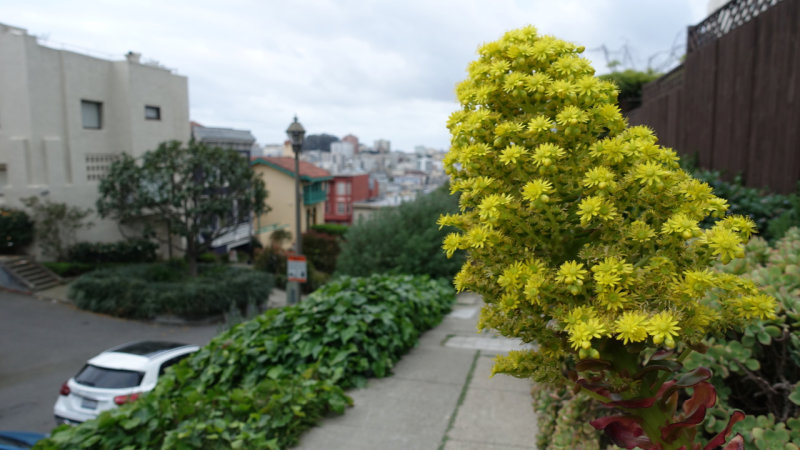 Things are very bloomy on Russian Hill