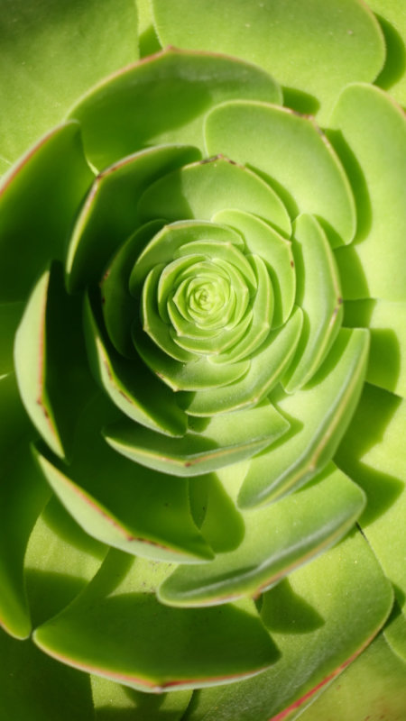 Succulent plant