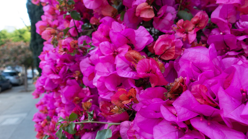 Bougainvillea