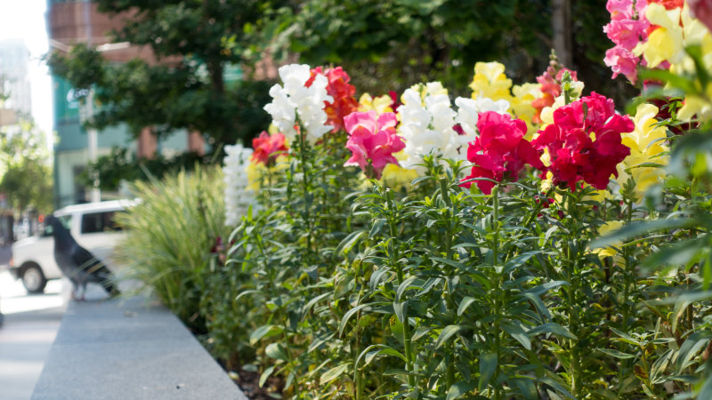 FIDI Snapdragons