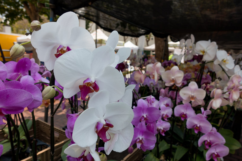 Civic Center Farmers Market Orchids