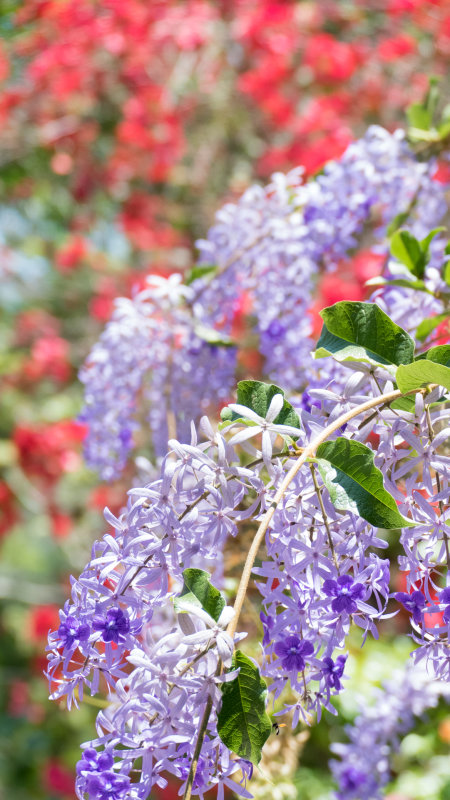 Vallarta Botanical Gardens