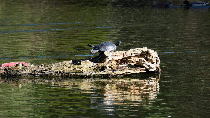 Yoga Turtle at Stow Lake