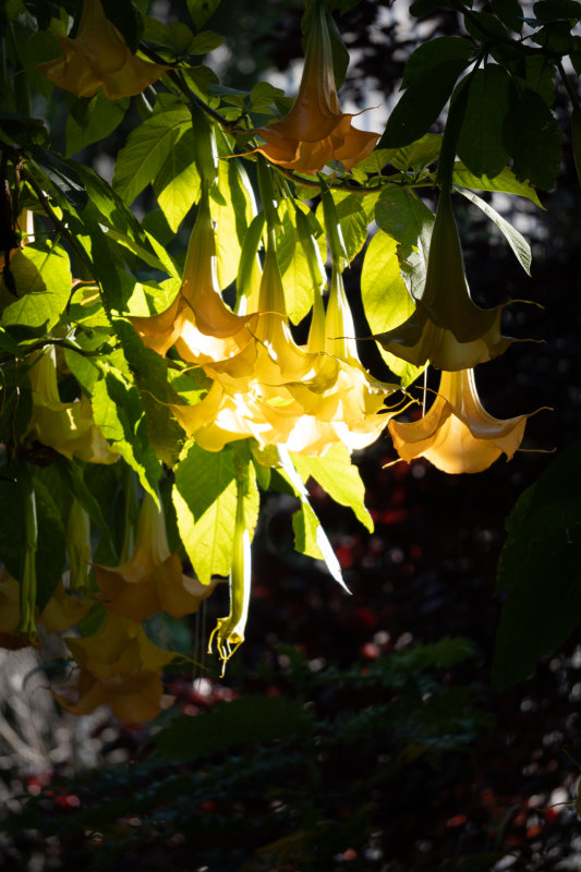 Evening Light in Parrot Park